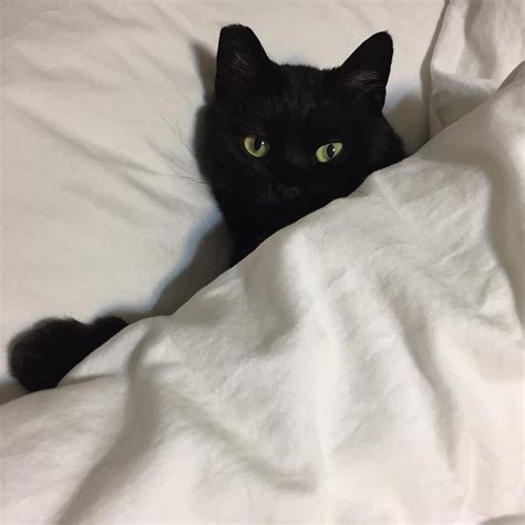 cute black cat pictures|cute black cat aesthetic.